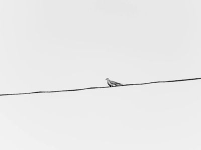 Minimalist composition showing balance and symmetry in nature.